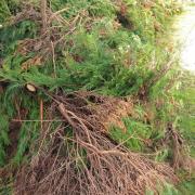 Ramassage déchets verts Nantes 44