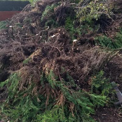Ramassage des déchets verts